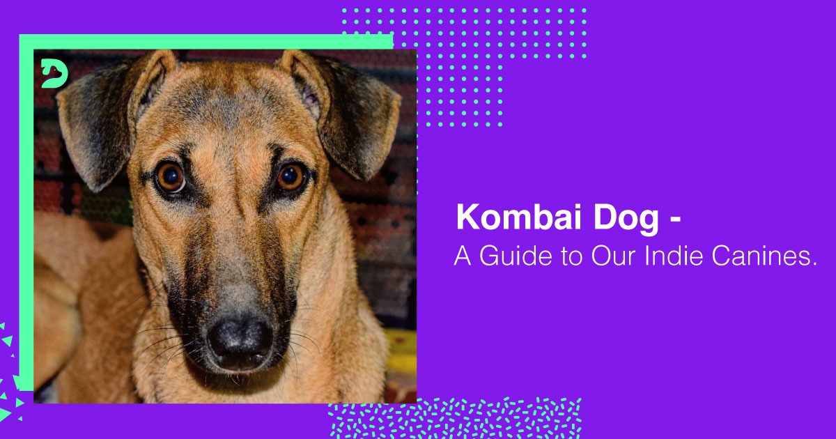Kombai Dog Guide Indie Canines