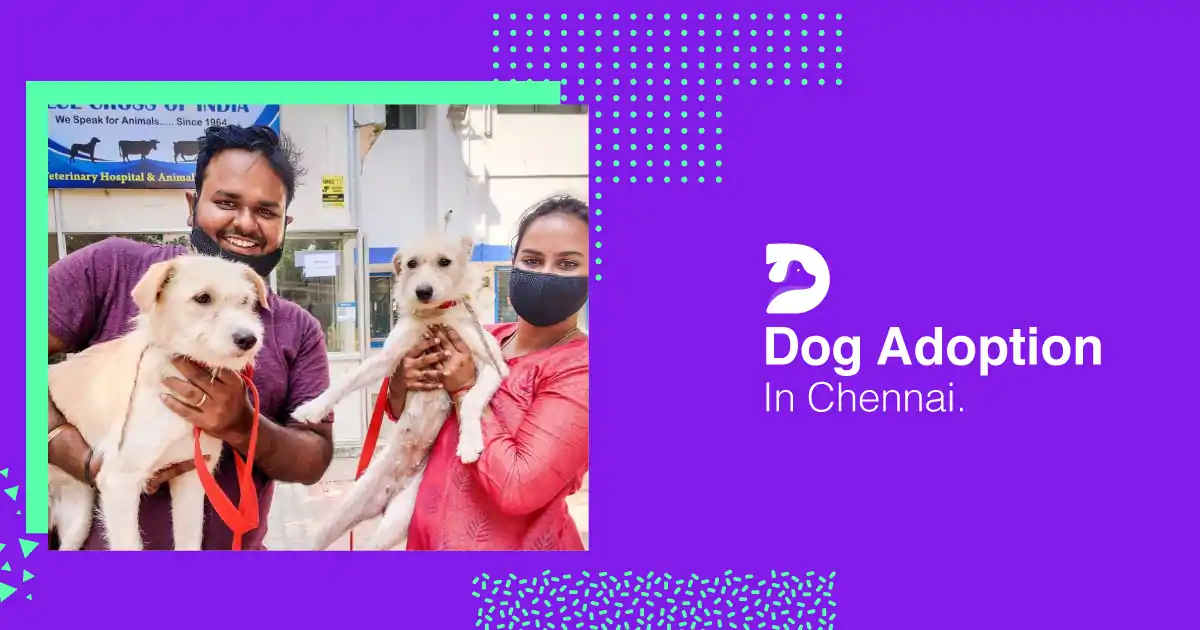 Dog Adoption In Chennai