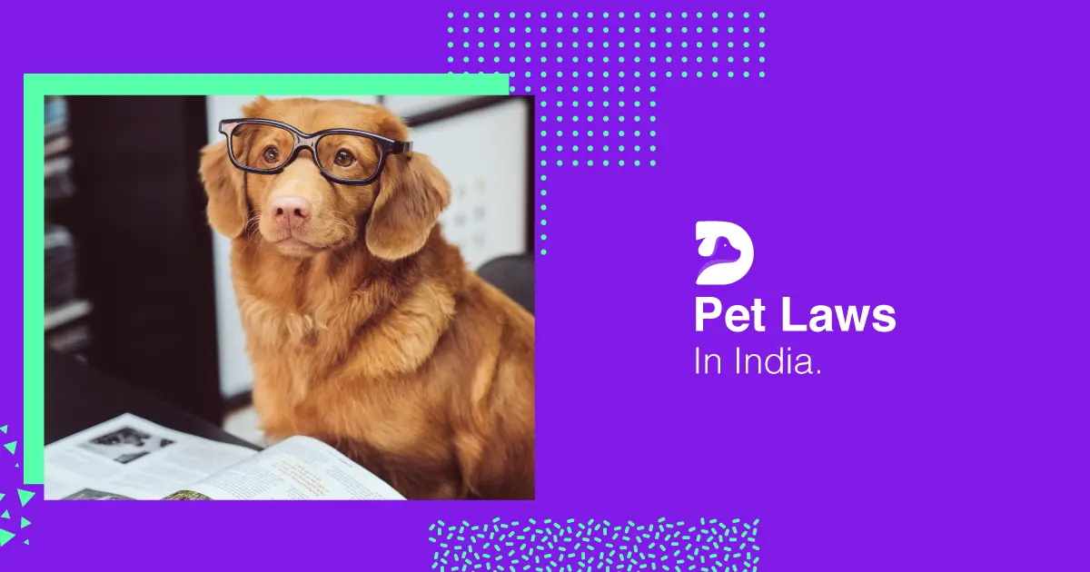 Dog Laws In India