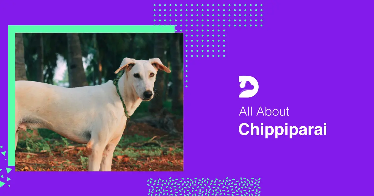 Chippiparai Dog