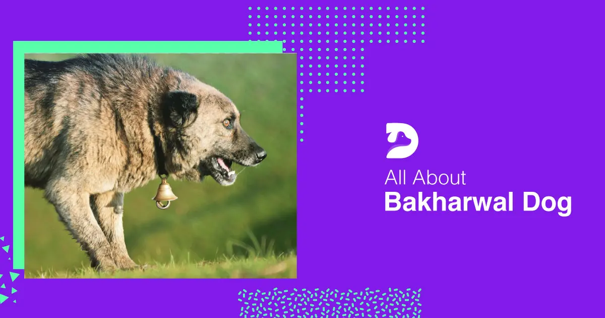 Bakharwal Dog