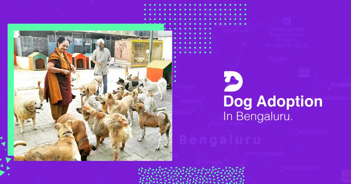 12 Places For Dog Adoption In Bangalore That You Can Visit!
