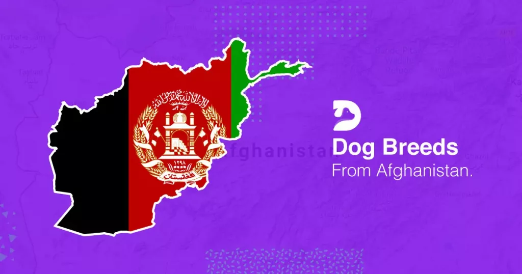 Afghanistan Dog Breeds