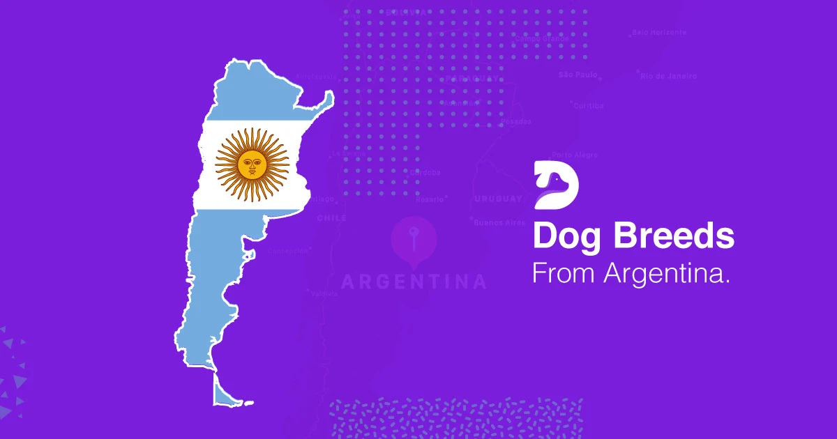 Argentina Dog Breeds