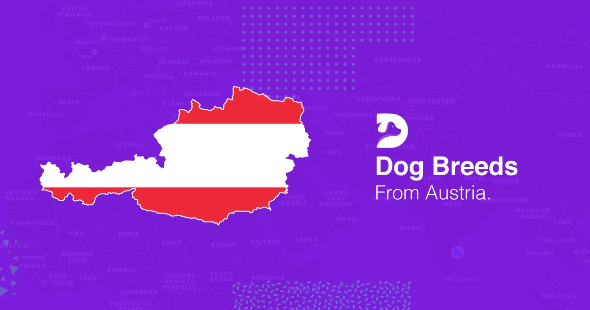 Austrian Dog Breed