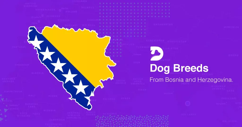 Balkan Dog Breeds