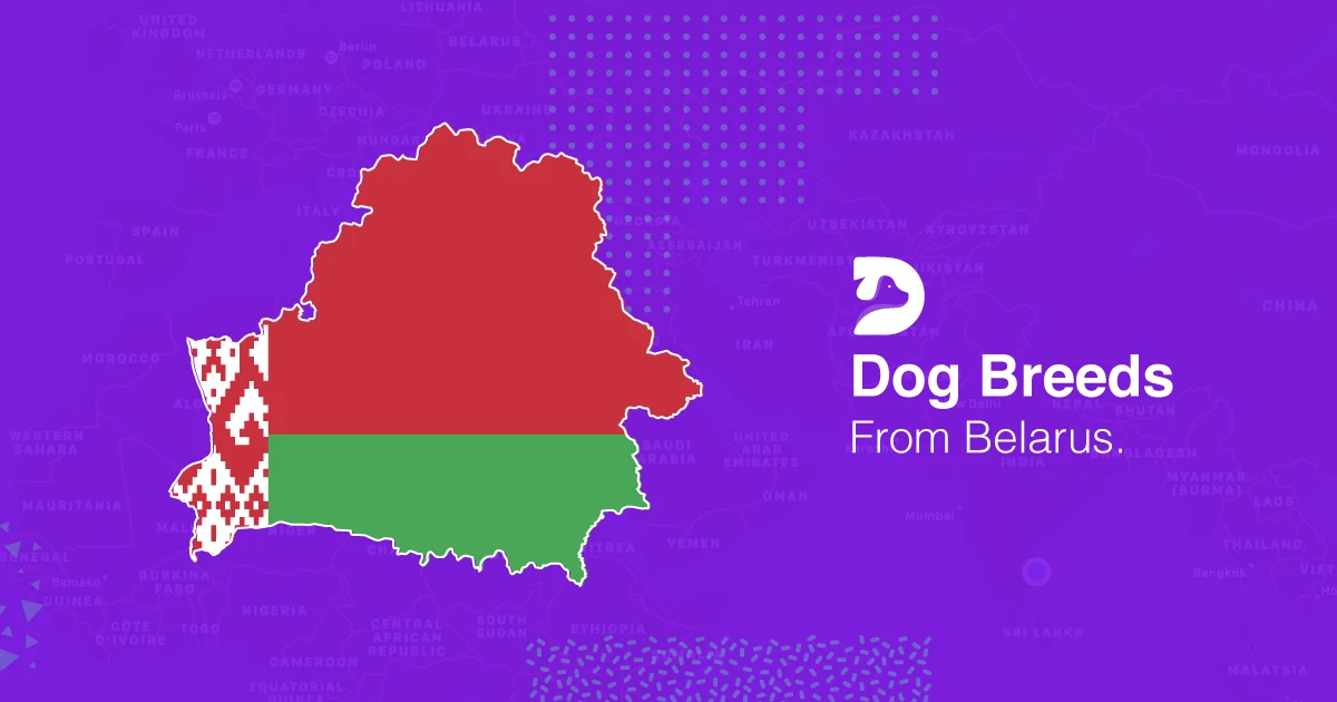 Belarus Dog Breeds