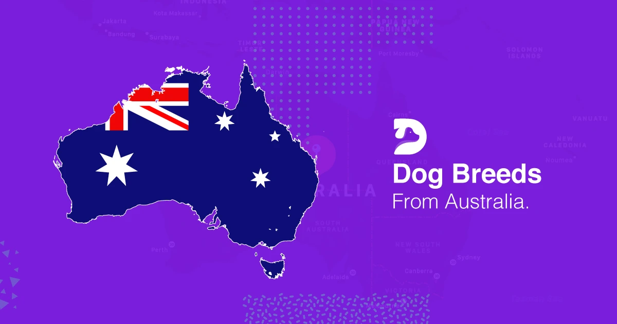 Dog Breeds From Australia