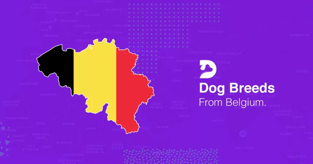 Dog Breeds From Belgium