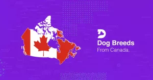 Dog Breeds From Canada