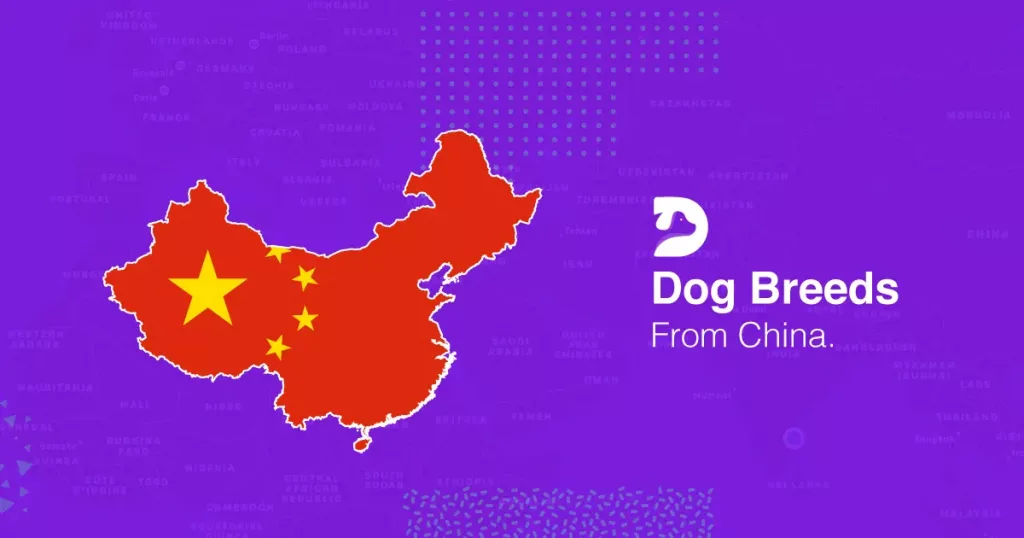 Dog Breeds From China