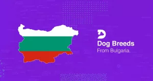 bulgarian dog breeds