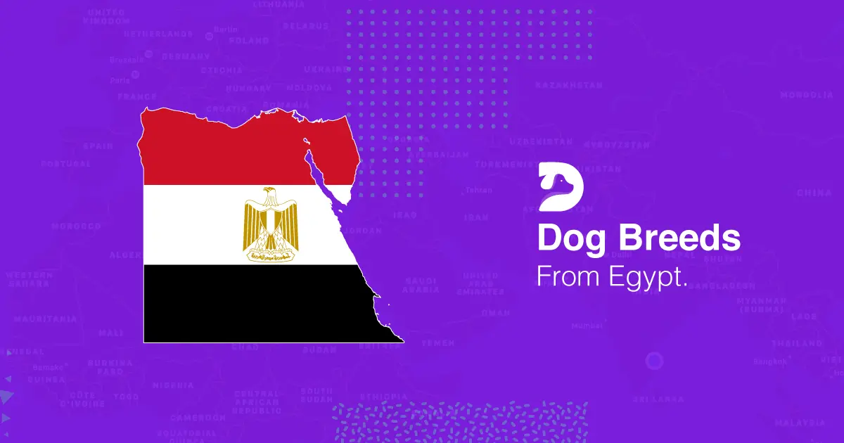 Dog Breeds From Egypt
