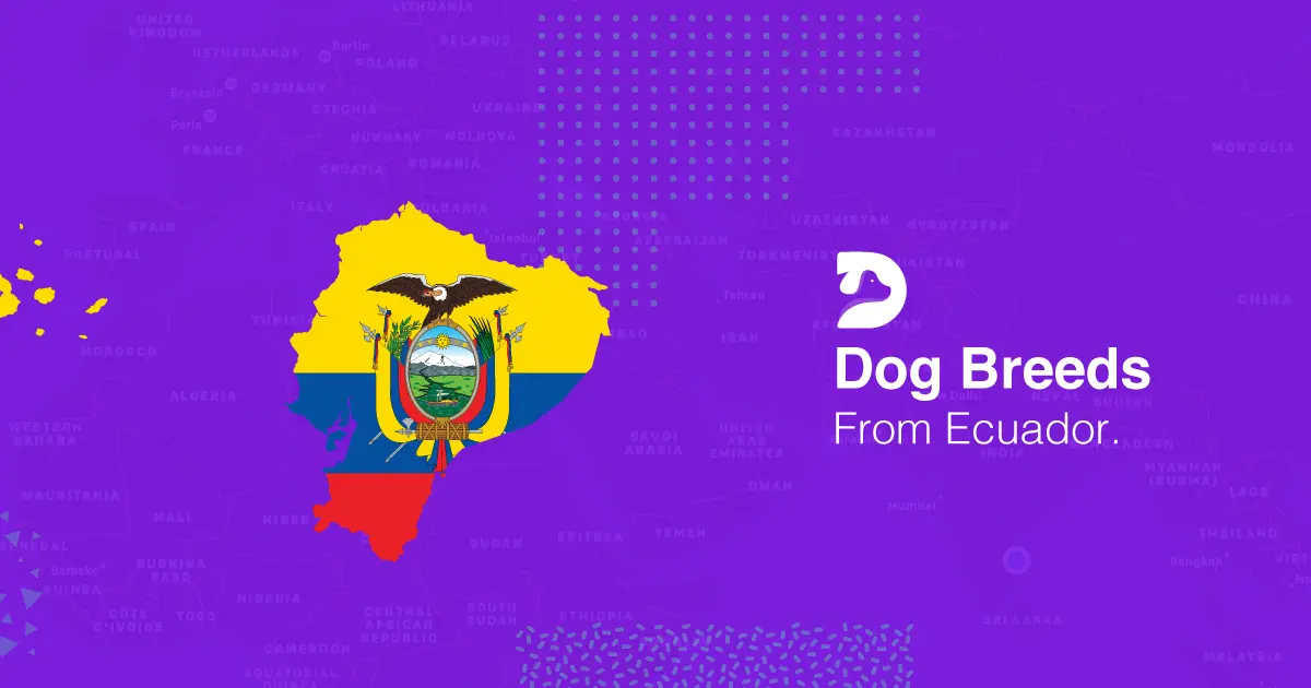 Ecuador Dog Breeds