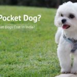 Pocket Dog Price In India