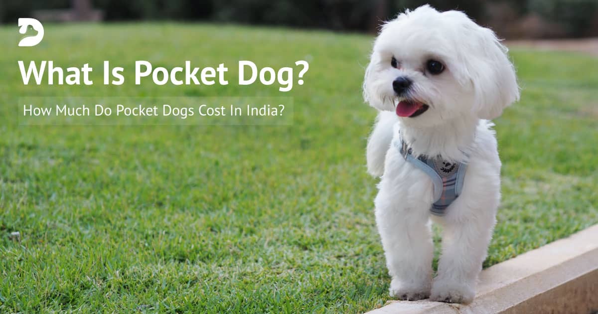 🇮🇳 Pocket Dog Price in India: How Much Do Pocket Dogs Cost!