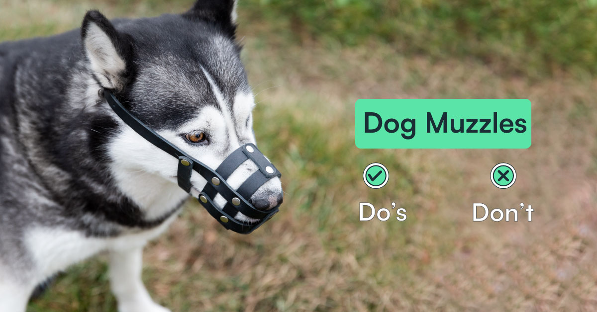 Dog Muzzles Basics: A Guide On The Do’s & Don’ts Of Muzzles