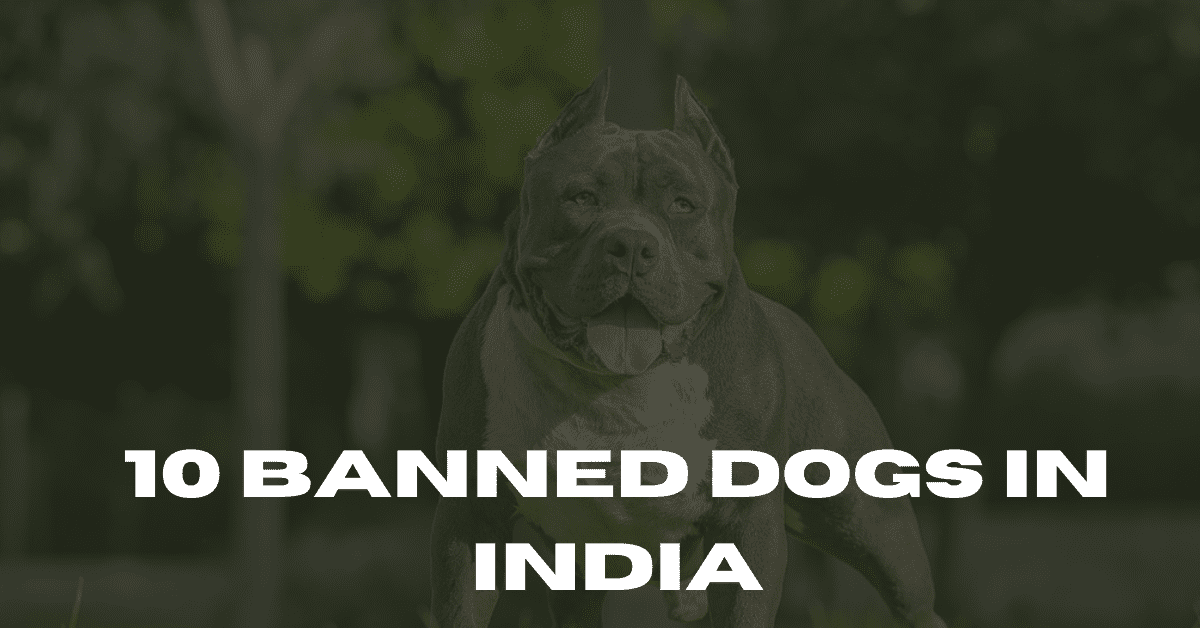 10 Banned Dogs in India and Their Weaknesses