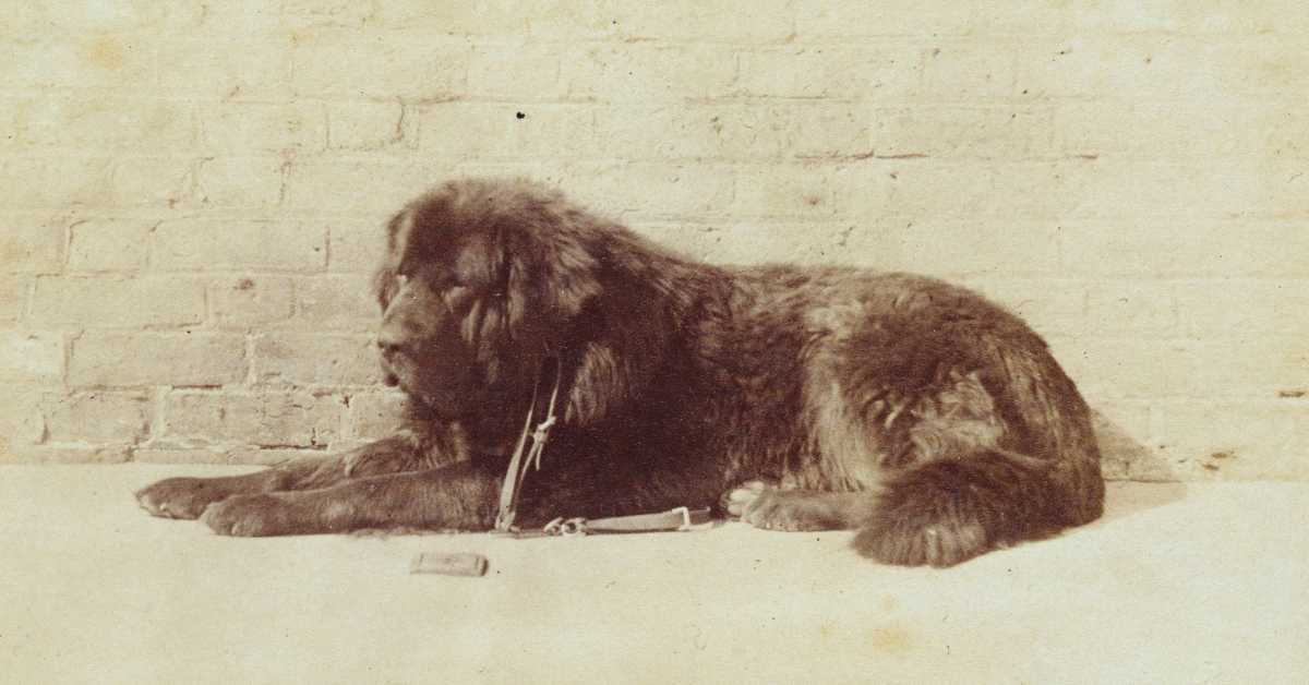 Bout Tibetan Mastiff