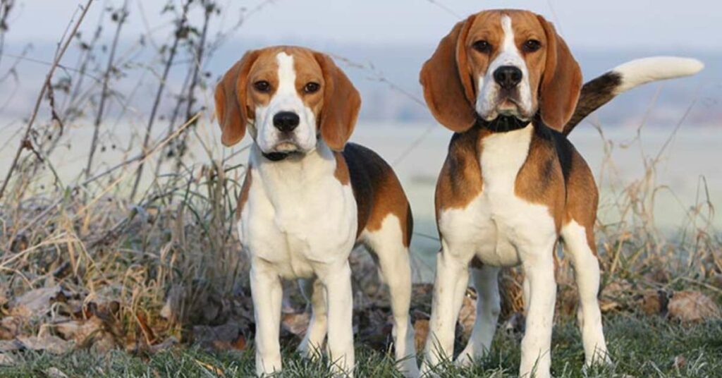 Quality of Beagle Puppy