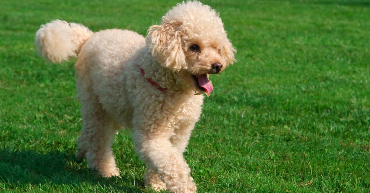 how much does a poodle cost in india? 2