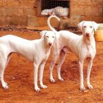 Rajapalayam Dogs